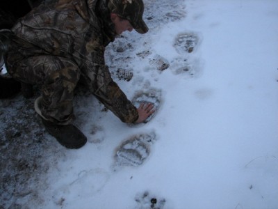 grizzly tracks out side of camp