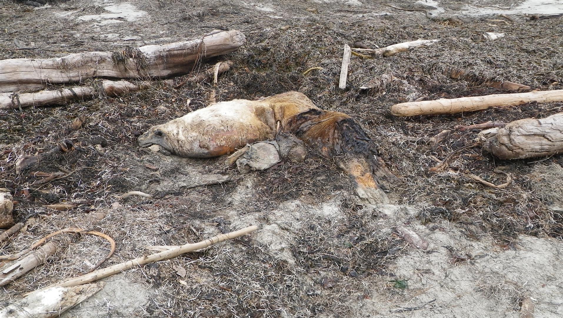 Wolf was feeding on the dead sea lion