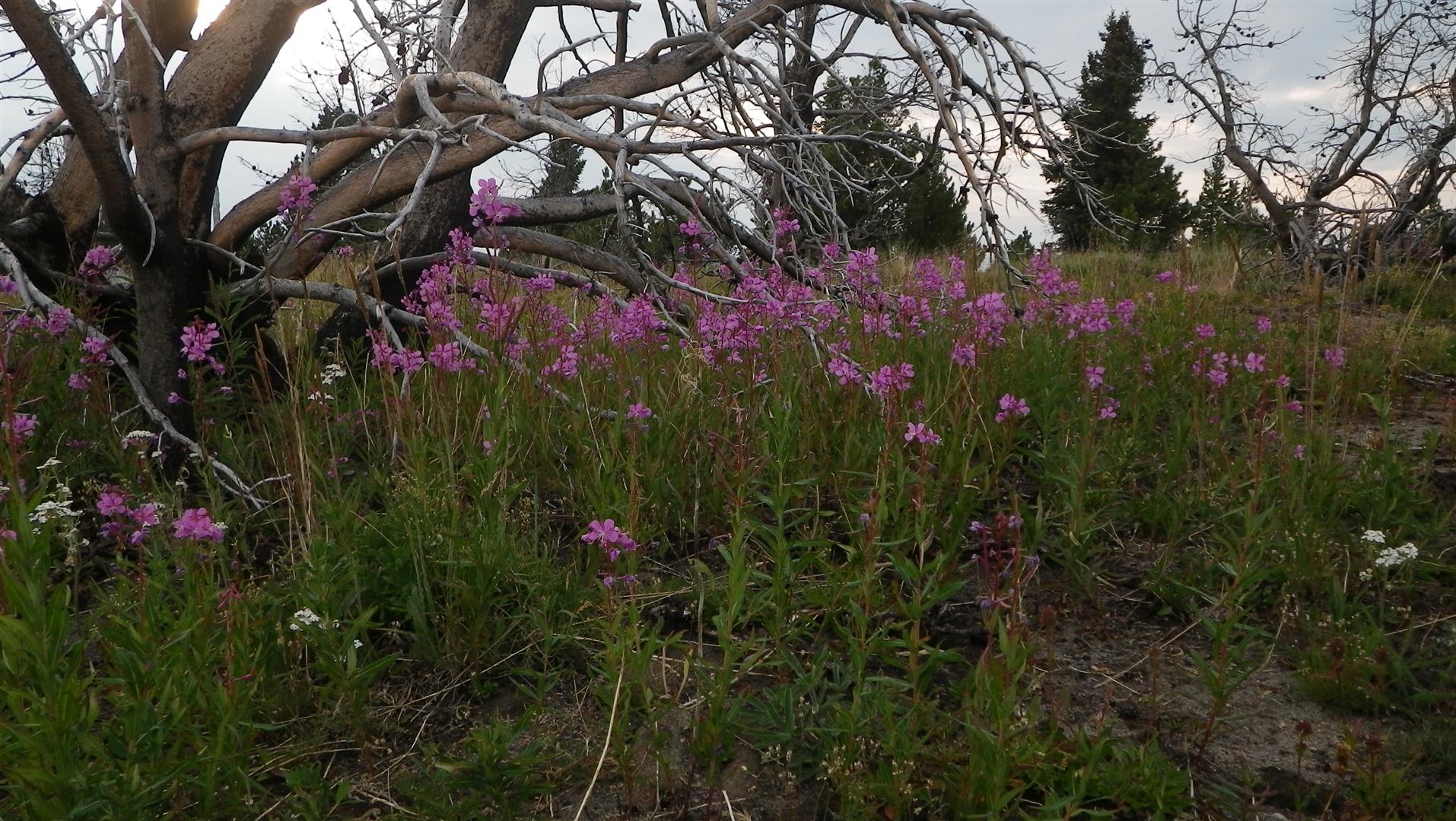 FIRE WEED IN THE BURNT TREES