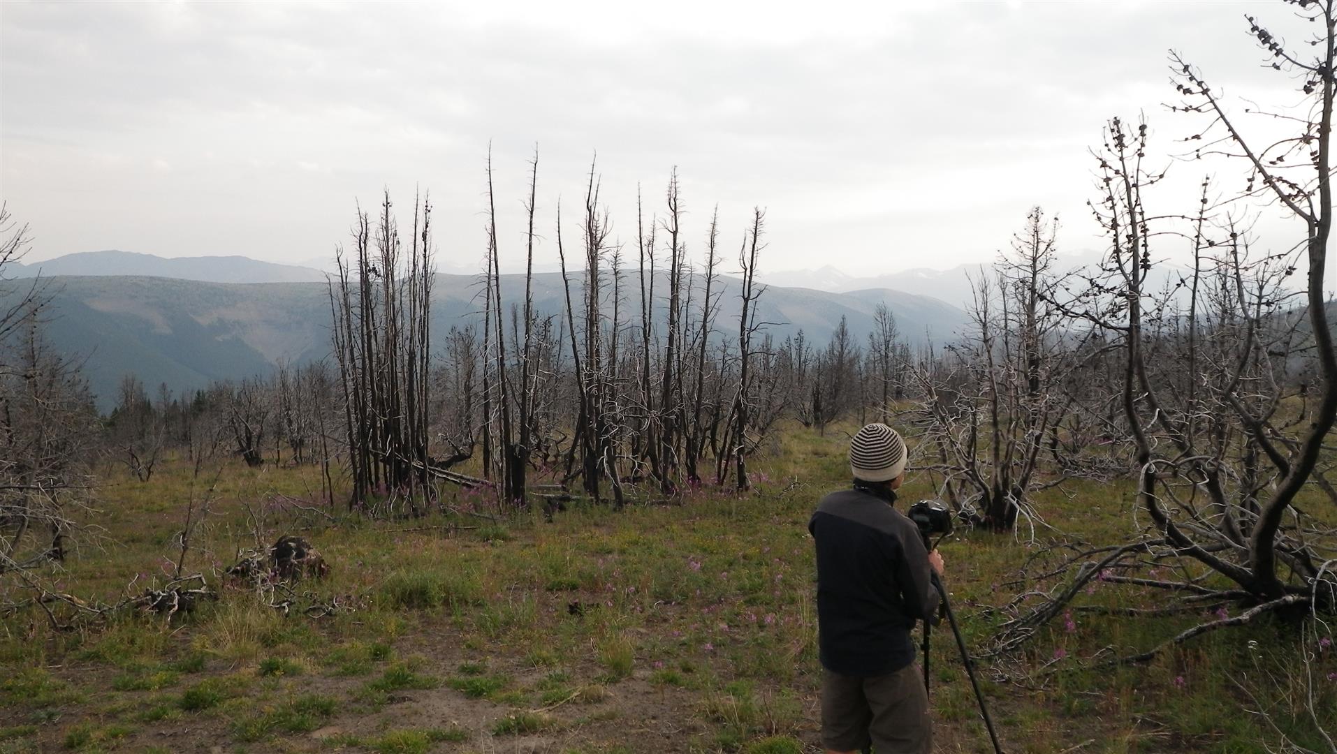 FOREST FIRE DAMAGE