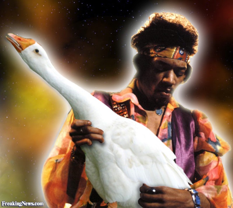 Jimi-Hendrix-with-a-Goose--59188.jpg